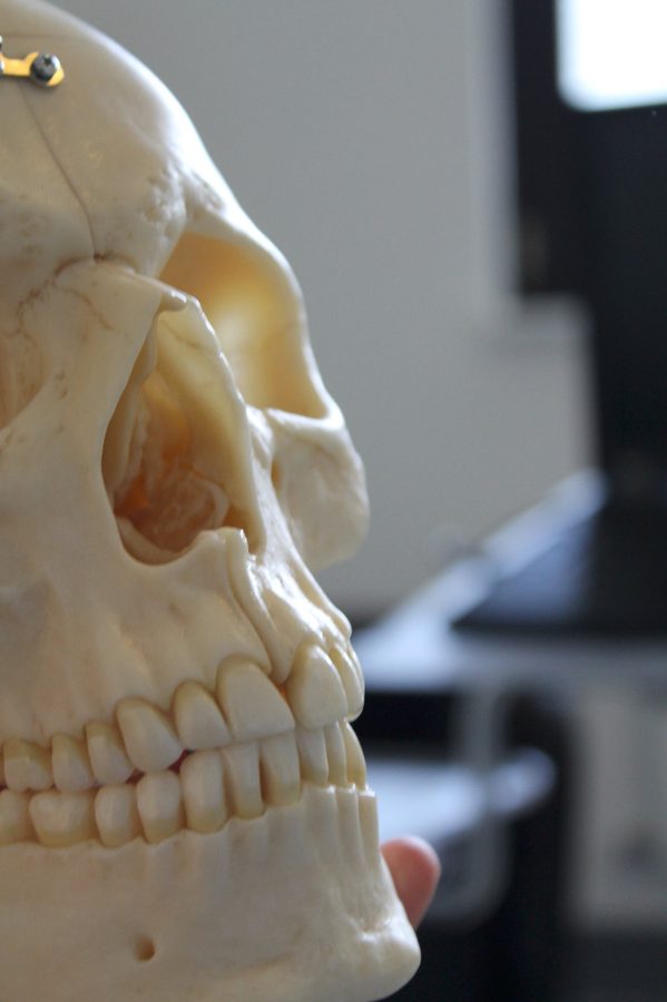 Schädelmodell CMD – Physiotherapie Weiskopf Köln